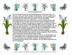 Abschreibtext-Schneeglöckchen.pdf